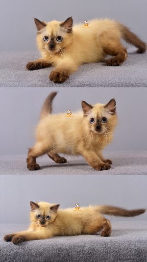 Boris – Kucing Himalaya – Jantan –