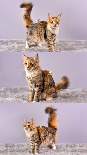 Briana – Kucing Mainecoon – Betina – 6 Bulan