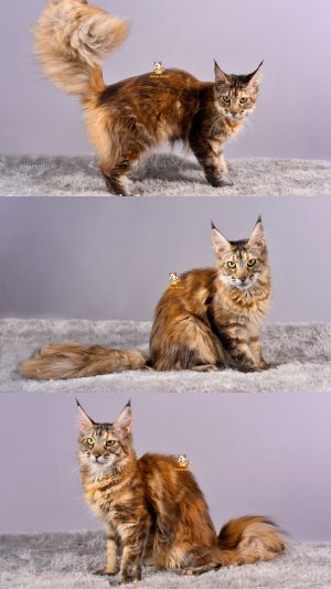 Briella – Kucing Mainecoon – Betina – 8 Bulan