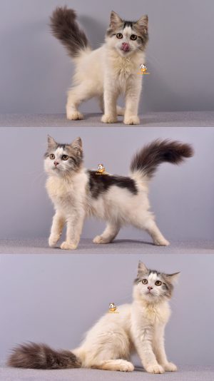 Ben – Kucing Persia – Jantan –