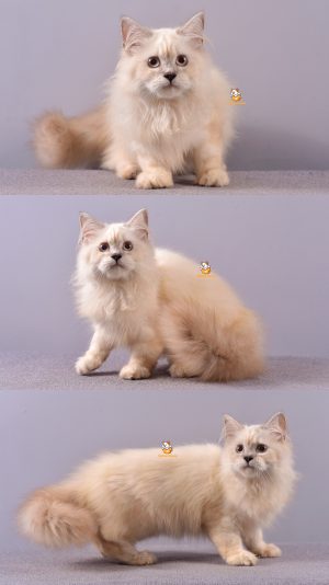 Bear – Kucing Ragdoll- Jantan –