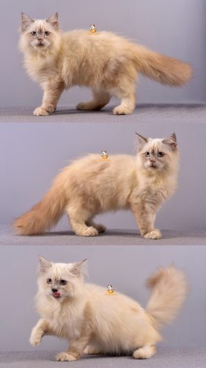 Buddy – Kucing Ragdoll- Jantan –