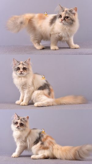 Bonny – Kucing Persia Flatnose – Betina –