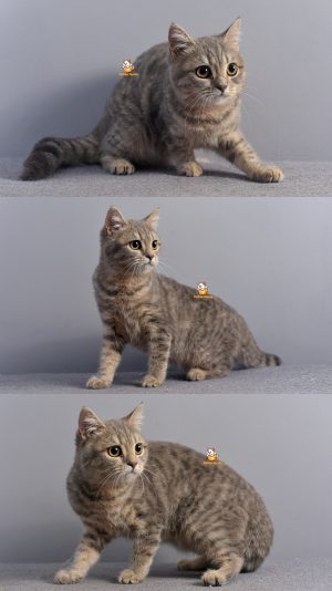 Bunny – Kucing British Short Hair – Betina –