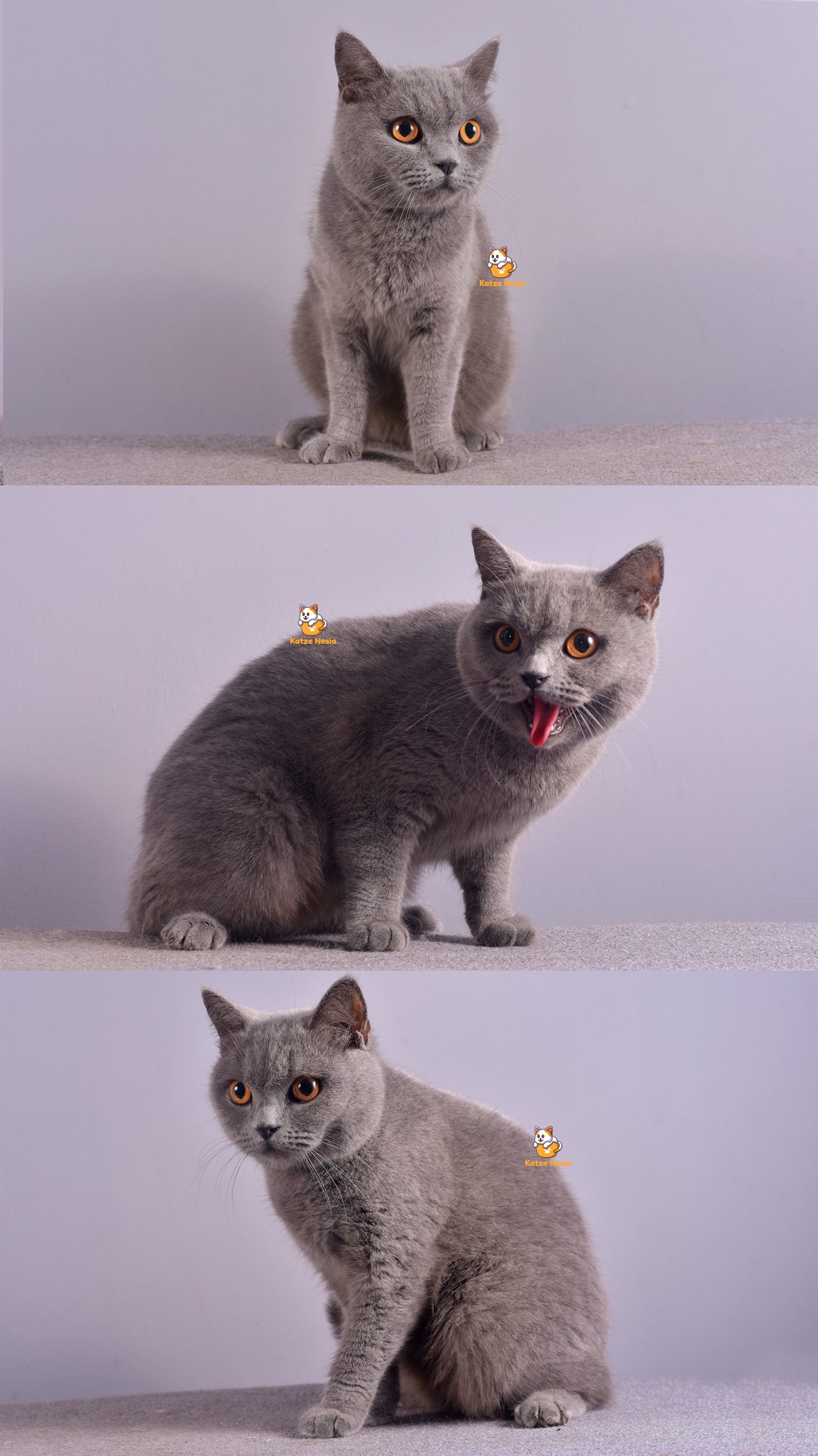 Bluey - Kucing British Short Hair - Betina - 4,5 Bulan