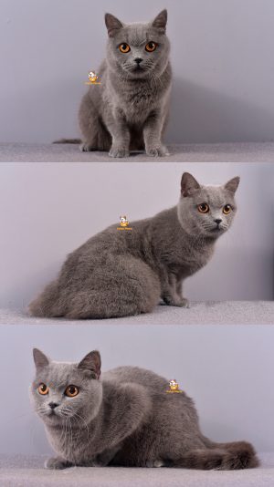 Bluey – Kucing British Short Hair – Betina –