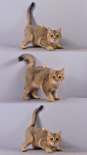 Brady – Kucing British Short Hair – Jantan –