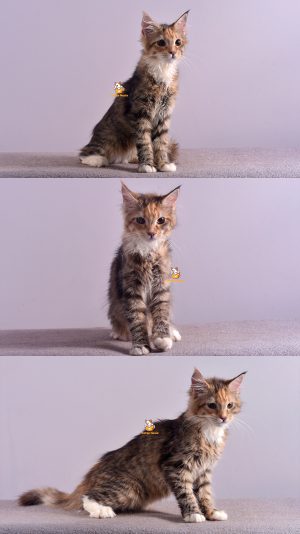 Briana – Kucing Mainecoon – Betina –