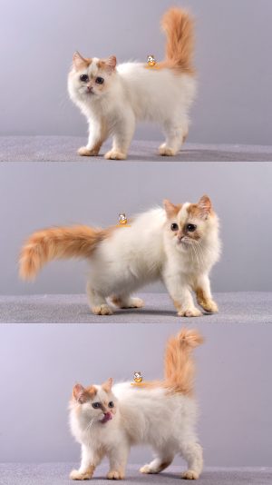 Berry – Kucing Persia Flatnose – Betina – 4 Bulan