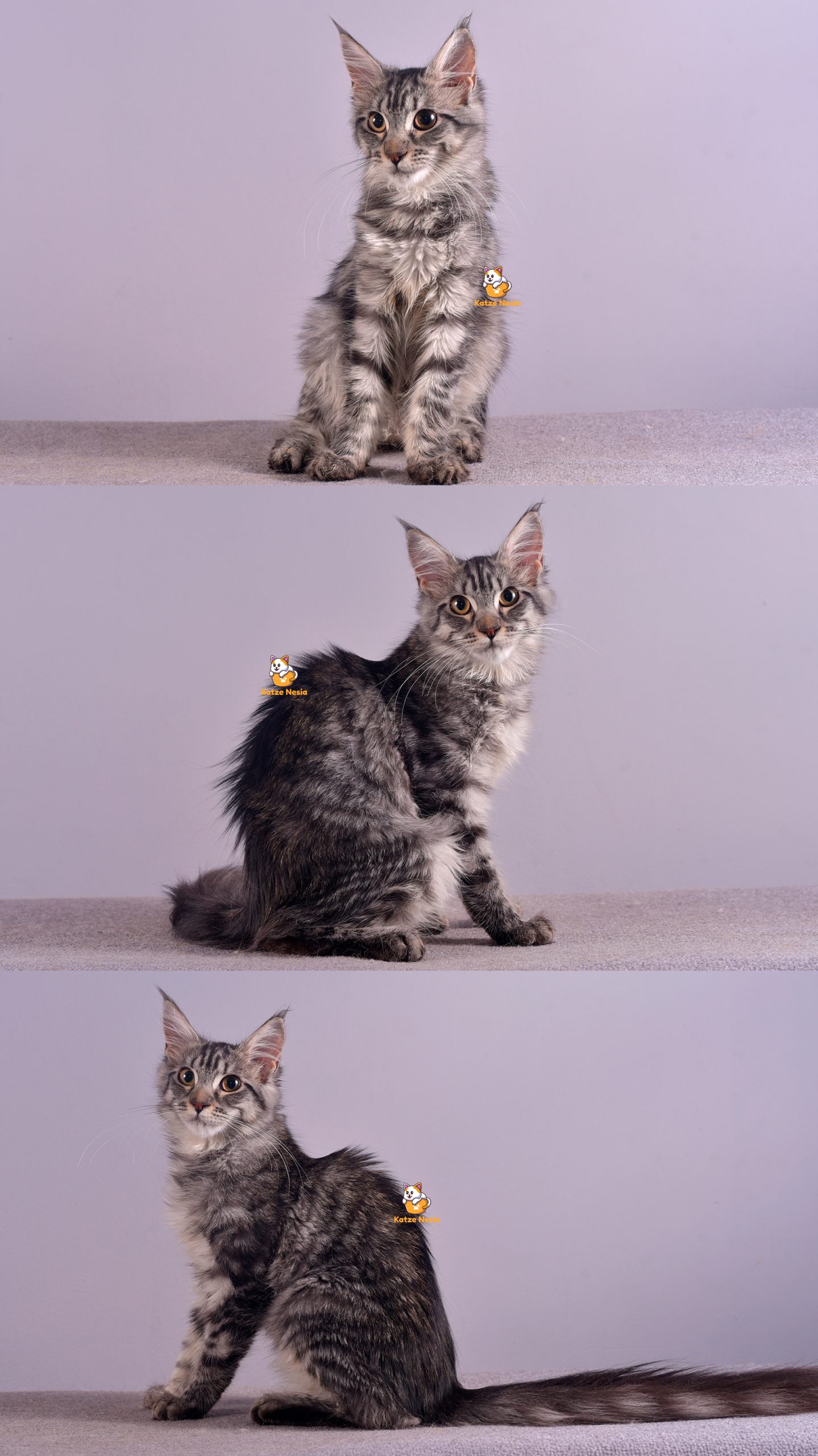 Britney - Kucing Mainecoon - Betina - Bulan