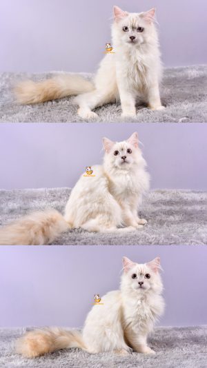 Bear – Kucing Ragdoll- Jantan – 4,5 Bulan