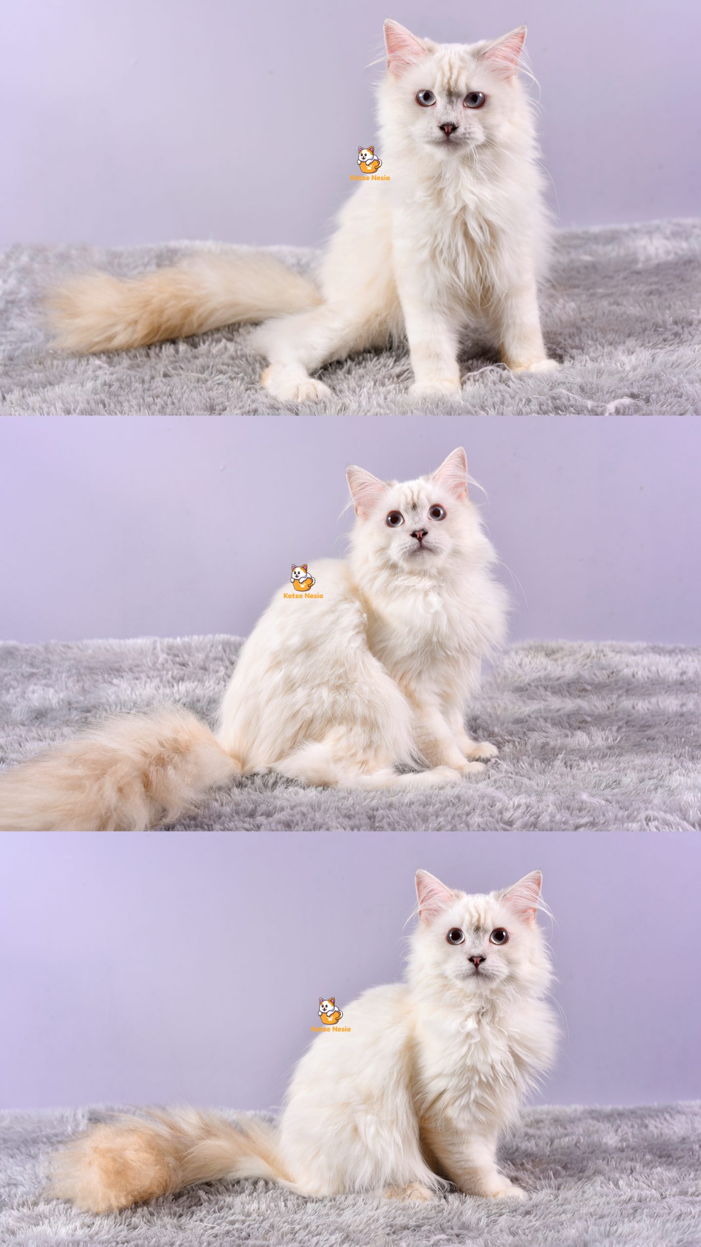 Bear - Kucing Ragdoll- Jantan - 4,5 Bulan