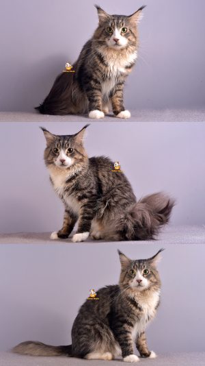 Bruno – Kucing Mainecoon – Jantan – 1 Tahun +