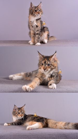 Bianca – Kucing Mainecoon – Betina – 4 Bulan