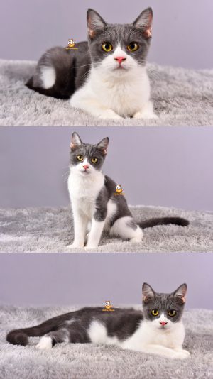 Batman – Kucing Persia – Jantan – 4,5 Bulan