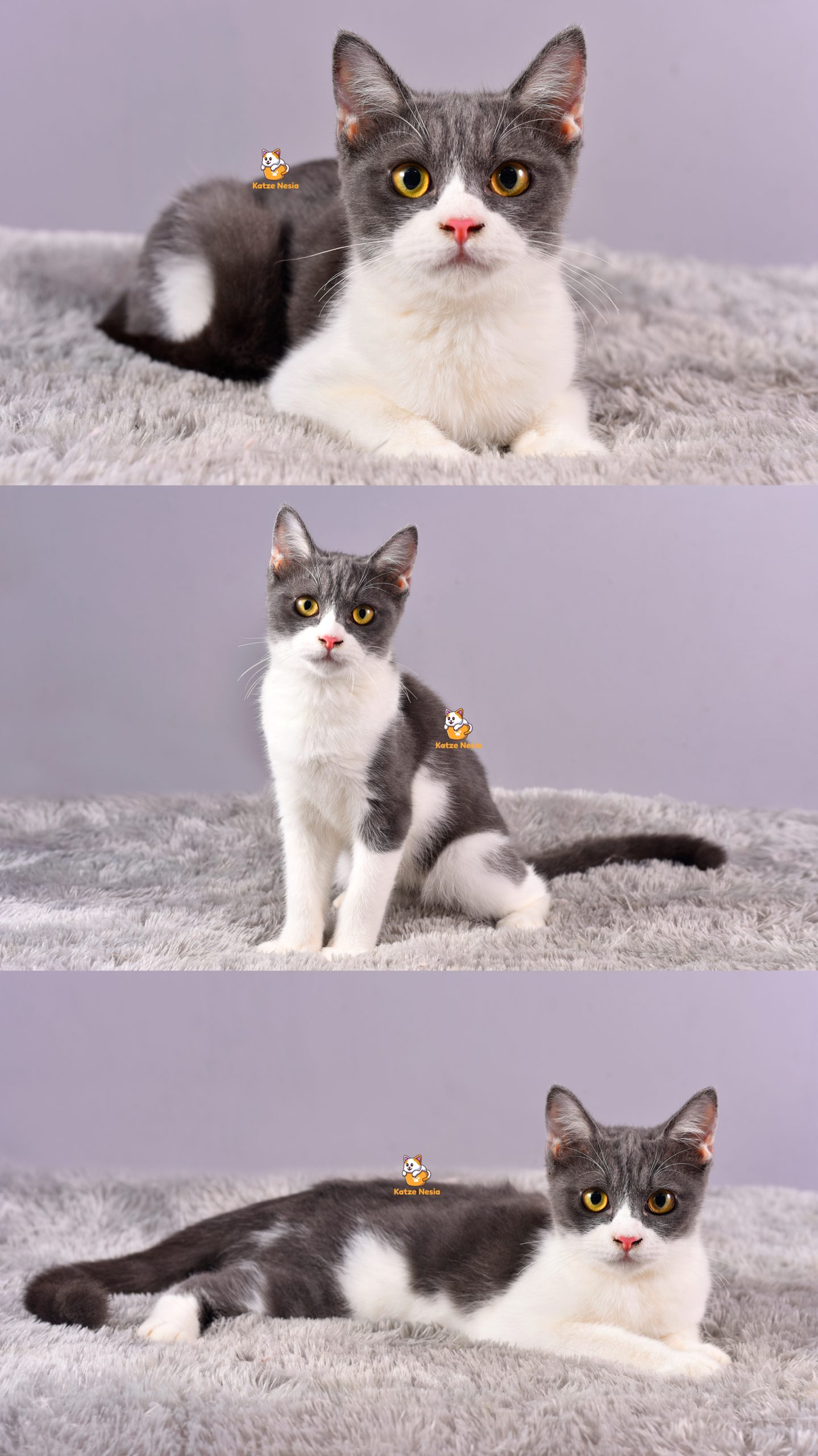 Batman - Kucing Persia - Jantan - 4,5 Bulan