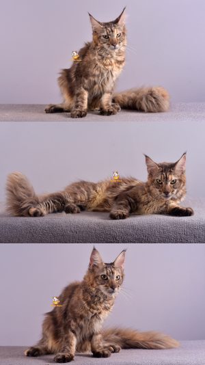 Briella – Kucing Mainecoon – Betina – 6 Bulan