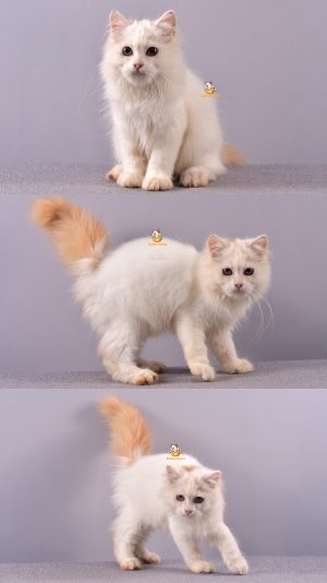 Benny – Kucing Persia – Jantan –