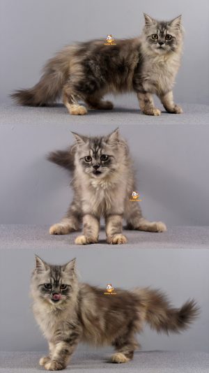 Bambi – Kucing Mainecoon MIX – Jantan –