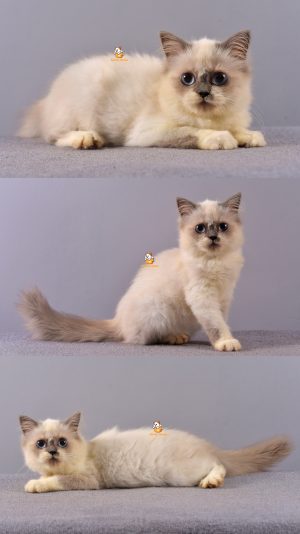 Bella – Kucing Ragdoll- Betina –