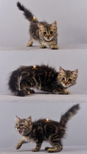 Bora – Kucing Persia – Betina –