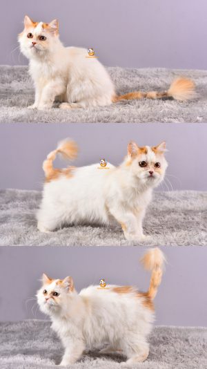 Berry – Kucing Persia Flatnose – Betina – 6 Bulan