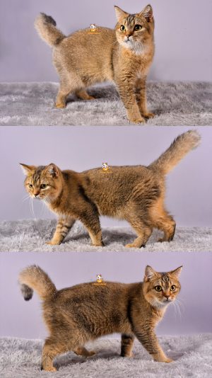 Brady – Kucing British Short Hair – Jantan – 6 Bulan