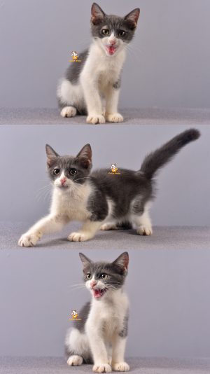 Batman – Kucing Persia – Jantan –