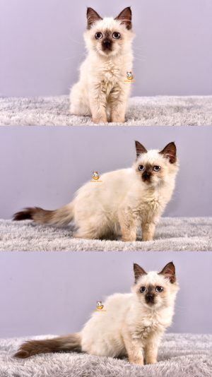 Cila – Kucing Himalaya – Betina – 4 Bulan