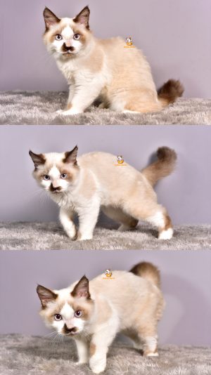 Casper – Kucing Ragdoll – Jantan – 4 Bulan