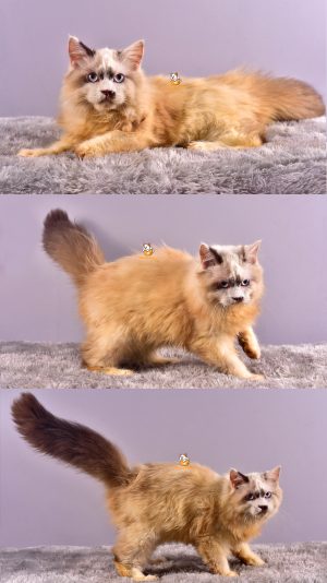 Baxter – Kucing Ragdoll – Jantan – 4 Bulan