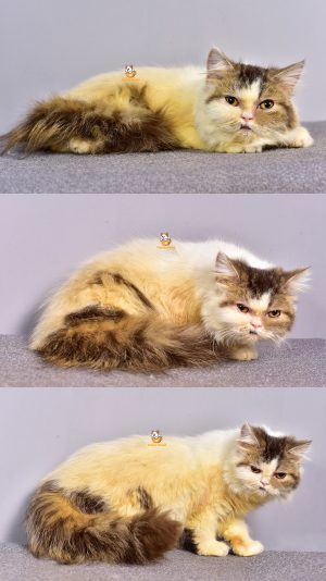 Chloe – Kucing Persia Peaknose – Betina – 6 Bulan