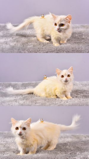 Cimiw – Kucing Munchkin – Betina – 5 Bulan