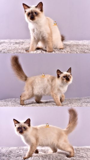 Cuby – Kucing Himalaya – Jantan – 3 Bulan