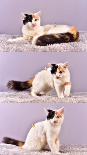 Cikita – Kucing Persia – Betina – 4 Bulan