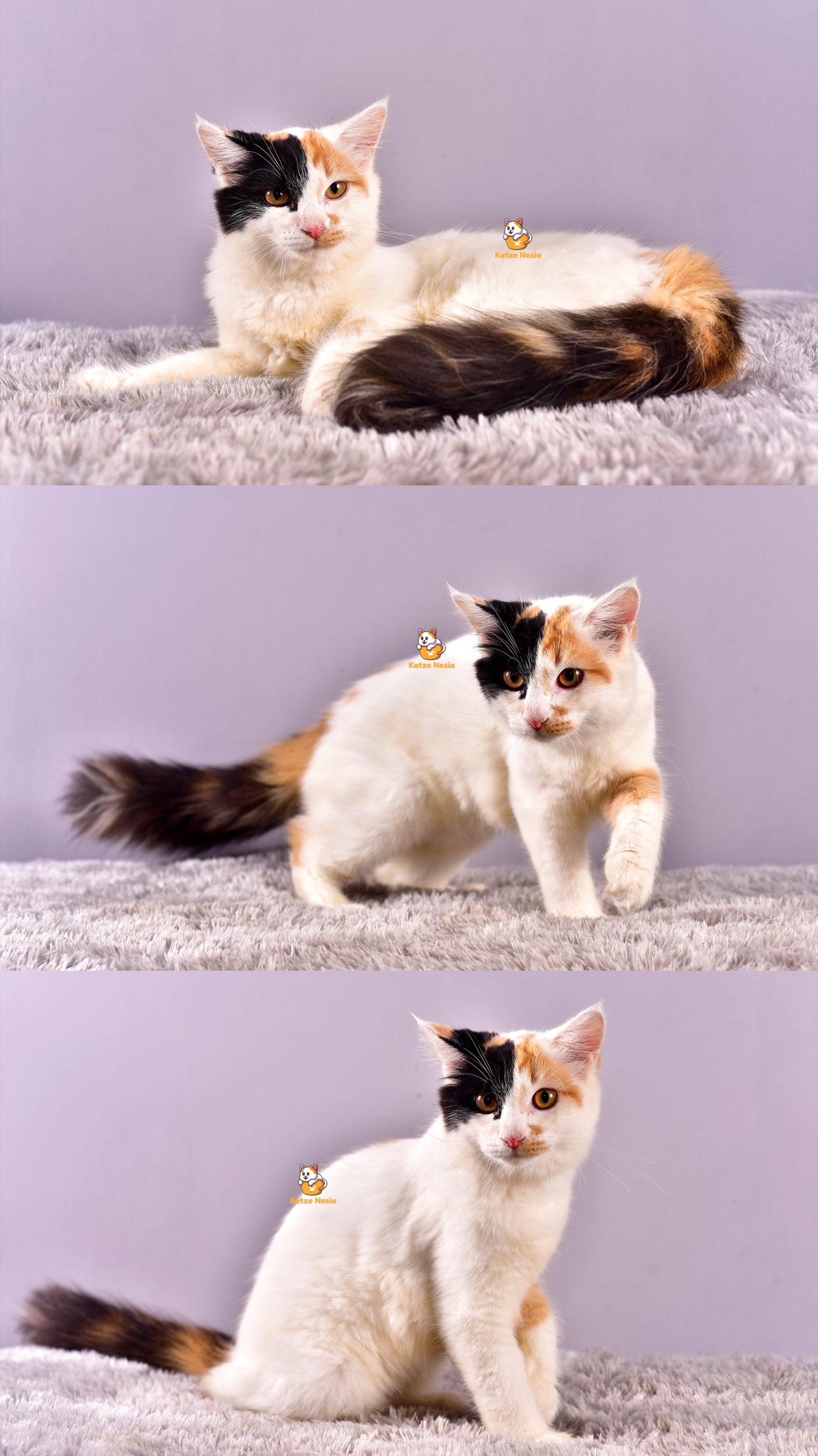 Cikita - Kucing Persia - Betina - 4 Bulan