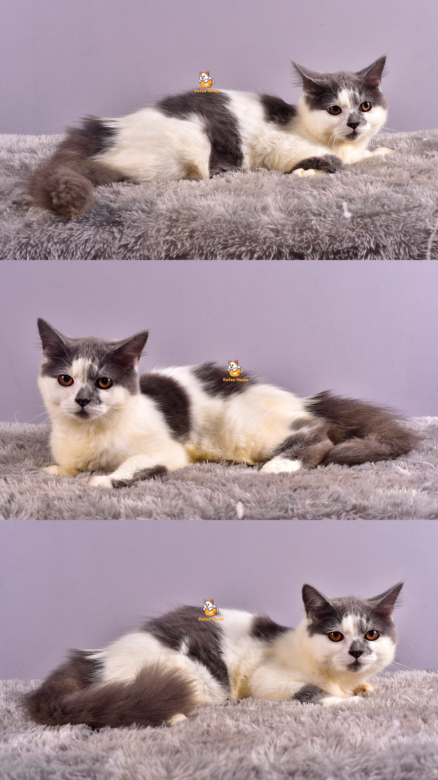 Brody - Kucing Persia - Jantan - 5 Bulan