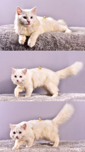 Caesar – Kucing Mainecoon MIX – Jantan – 5 Bulan