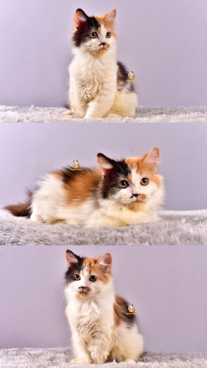 Clara – Kucing Persia – Betina – 4 Bulan