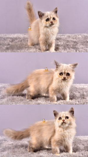 Chika – Kucing Ragdoll – Betina – 3 Bulan