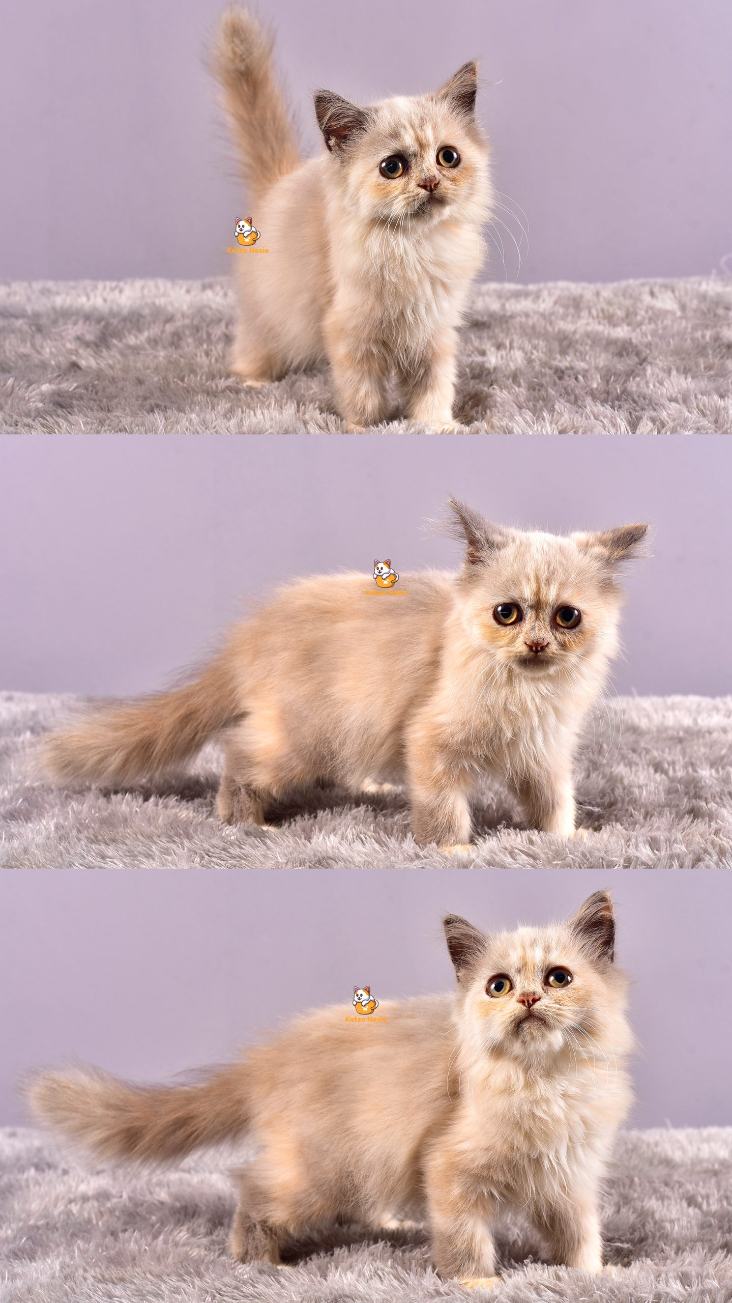 Chika - Kucing Ragdoll - Betina - 3 Bulan