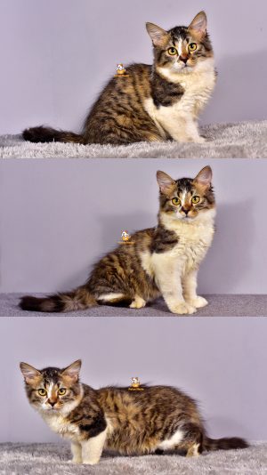 Cody  – Kucing Persia – Jantan – 3,5 Bulan