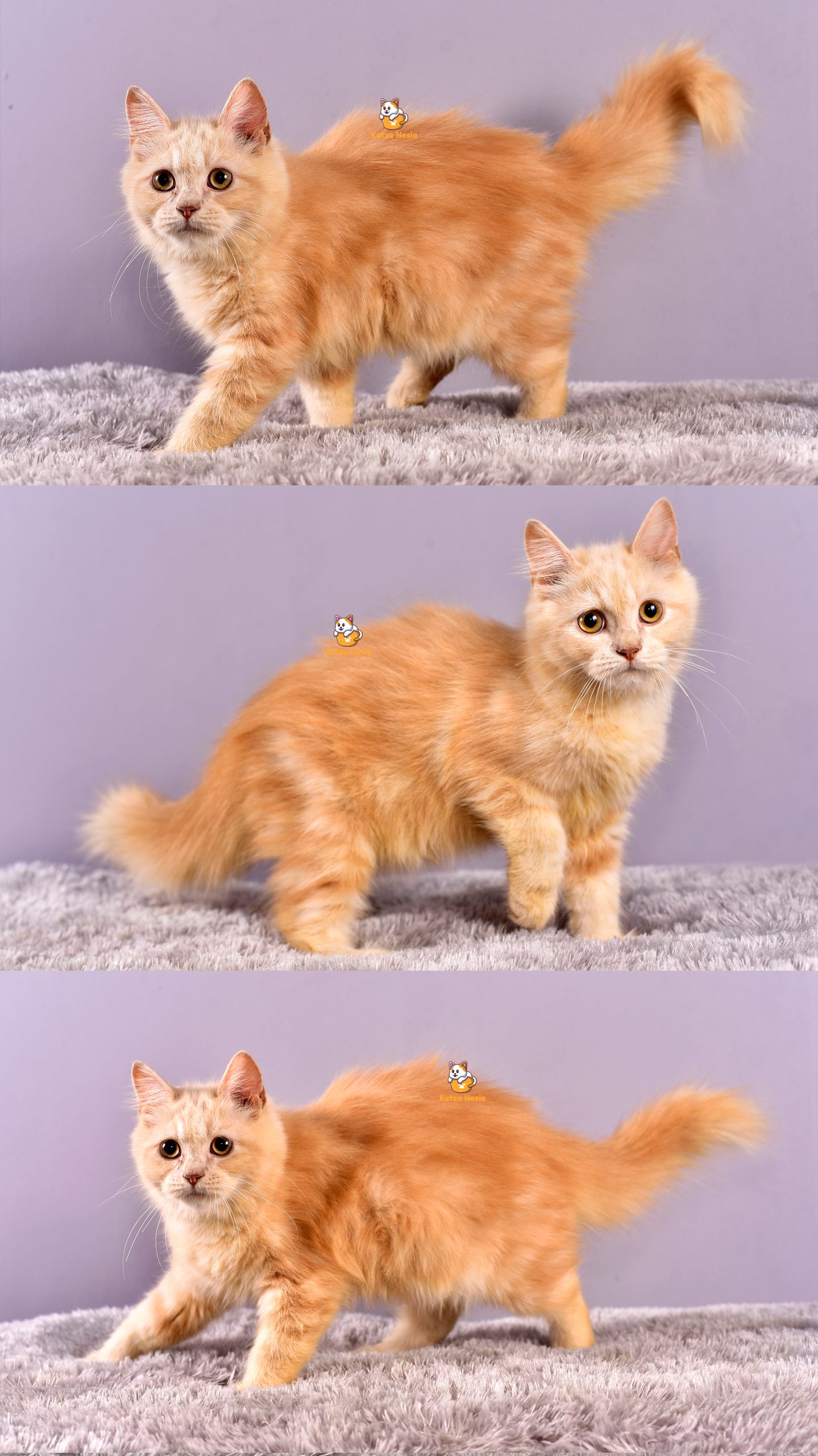 Cevo - Kucing Persia - Jantan - 5 Bulan