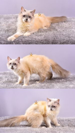 Becca – Kucing Ragdoll – Betina – 6 Bulan