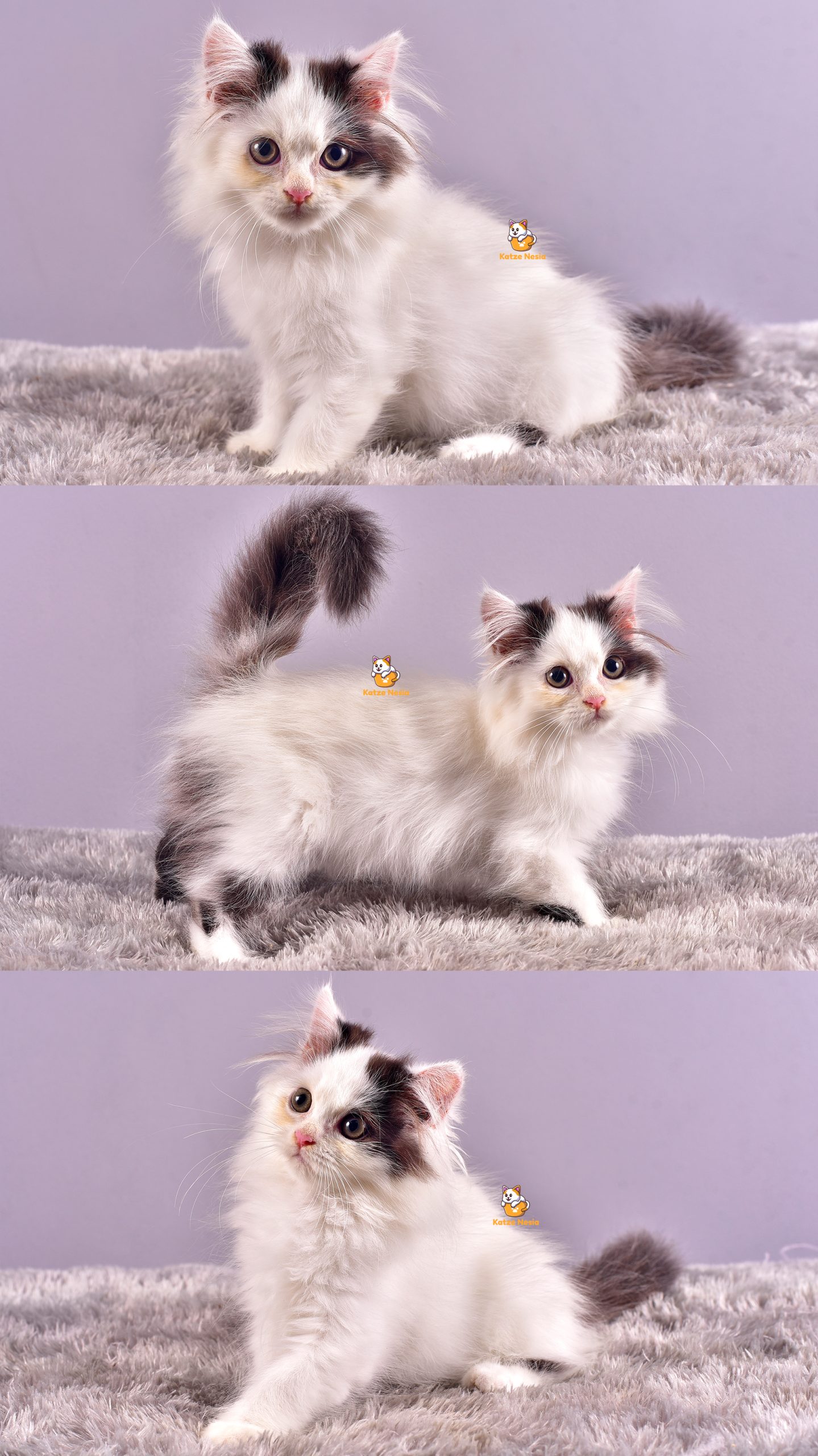 Cece - Kucing Persia - Betina - 3 Bulan