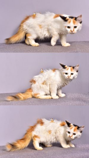 Connie – Kucing Persia – Betina – 3,5 Bulan