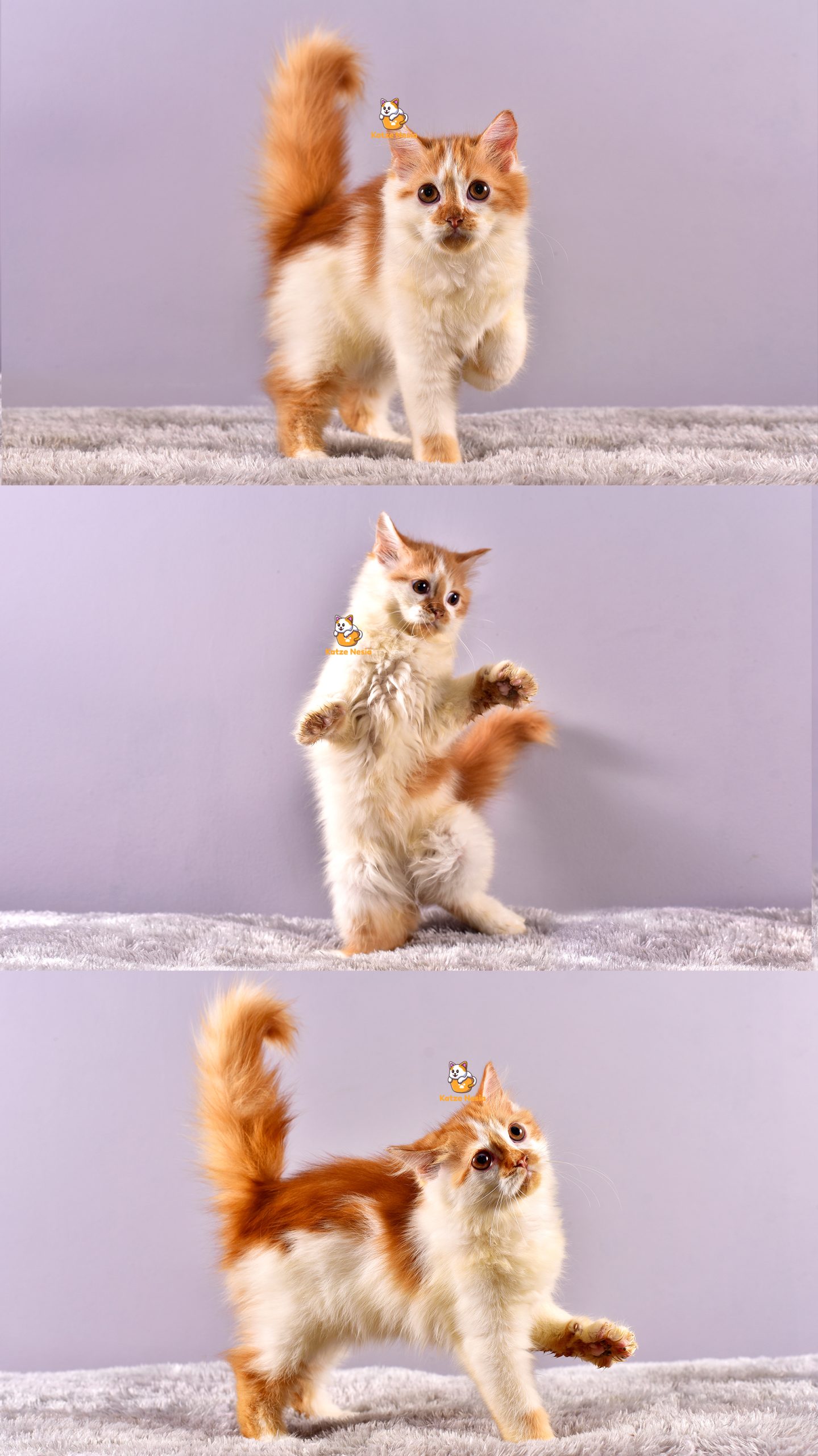 Cobi - Kucing Persia - Jantan - 4 Bulan