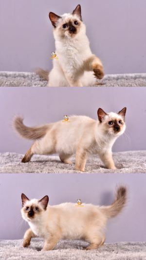 Celly – Kucing Himalaya – Betina – 4 Bulan