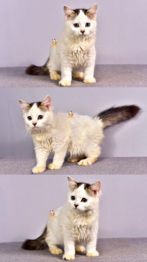 Carter – Kucing Persia – Jantan – 3,5 Bulan