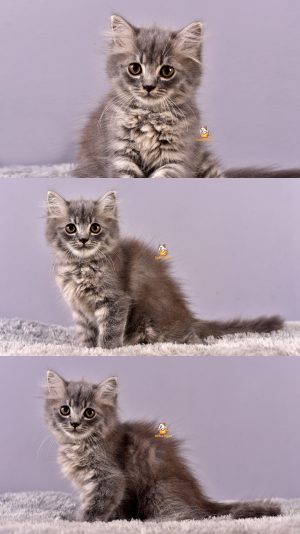 Celine – Kucing Persia – Betina – 2,5 Bulan